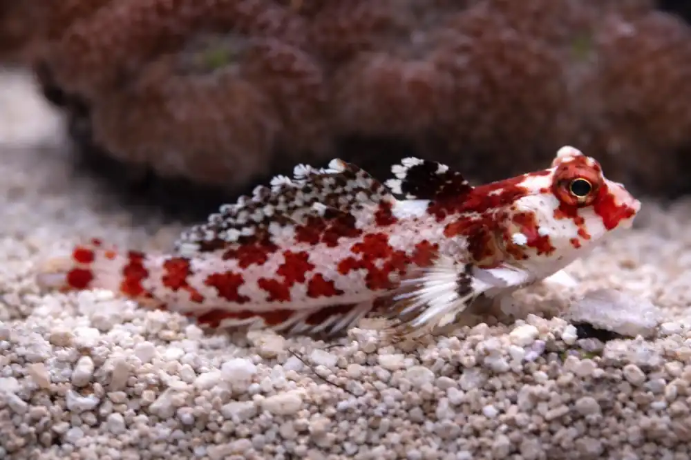Red Scooter Blenny - Natural Environment Aquatix