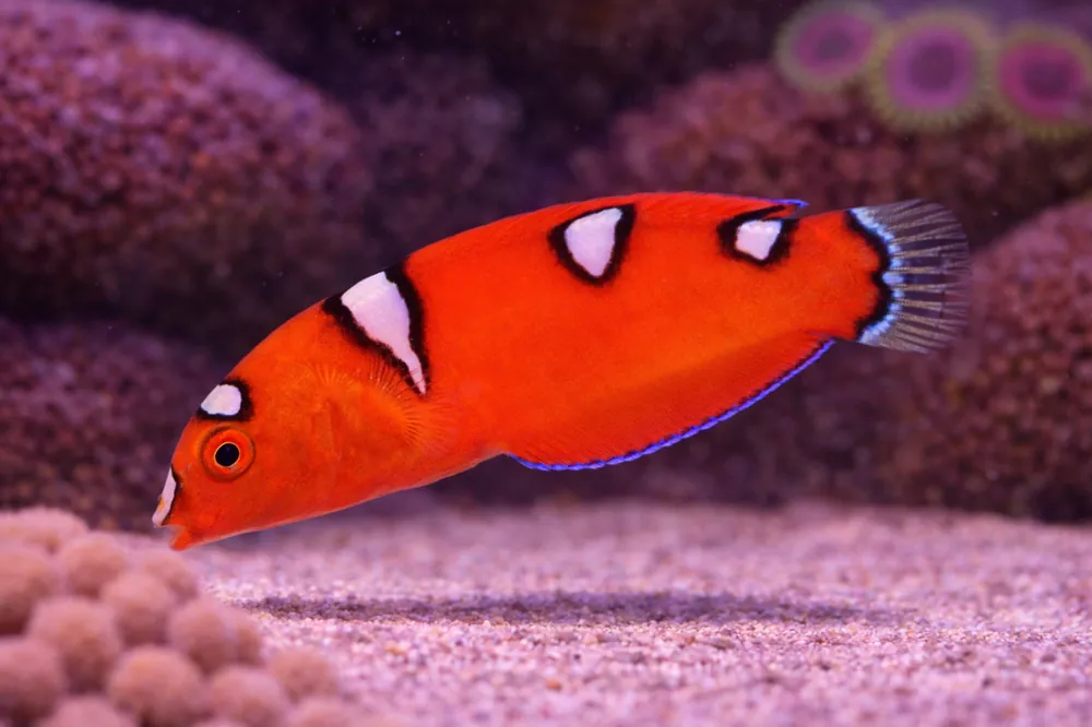 Red Coris Wrasse - Natural Environment Aquatix