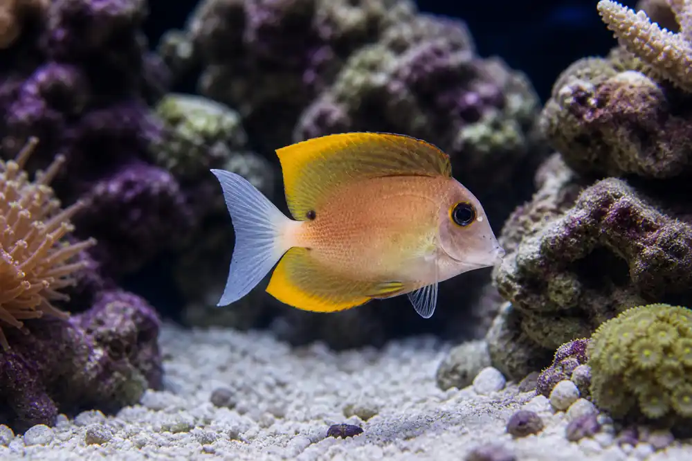 Bristletooth Tomini Tang - Natural Environment Aquatix