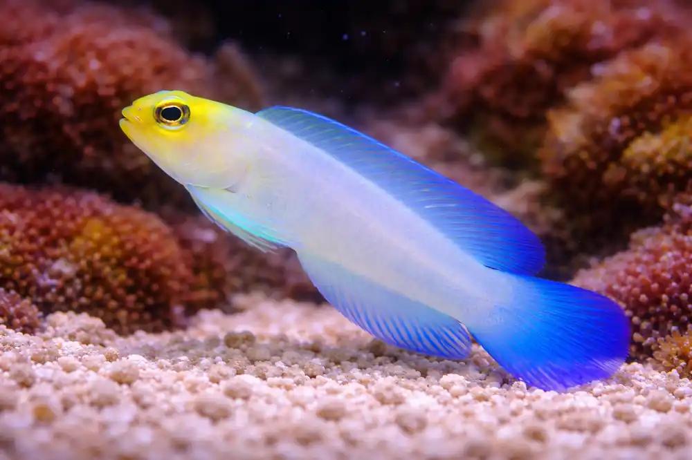 Pearly Jaw Fish - Natural Environment Aquatix