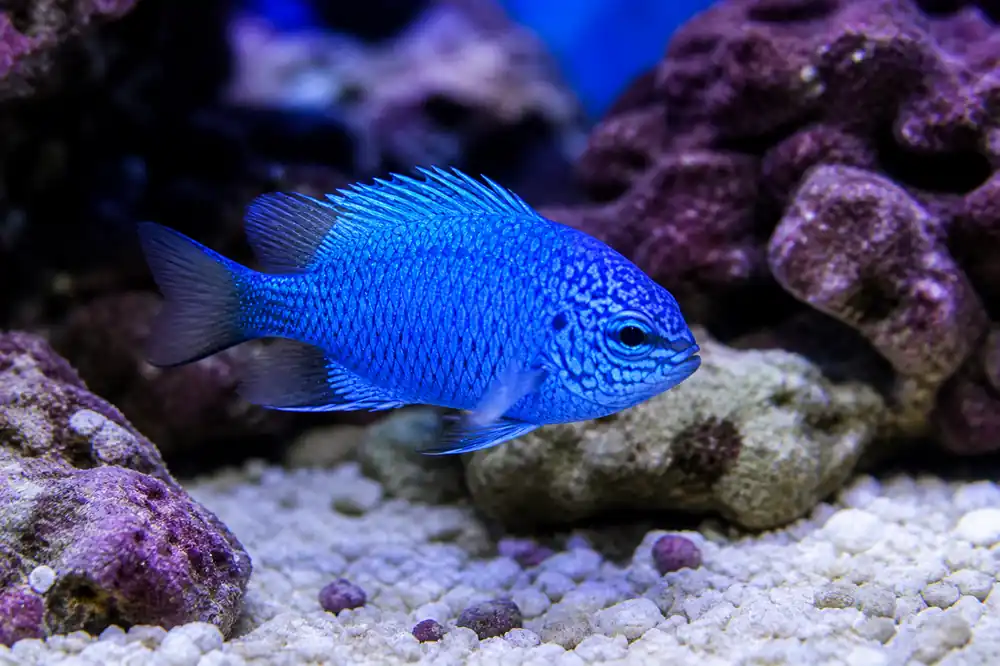 Springer's Damselfish - Natural Environment Aquatix