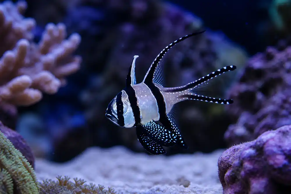 Kaudern's Cardinalfish - Natural Environment Aquatix