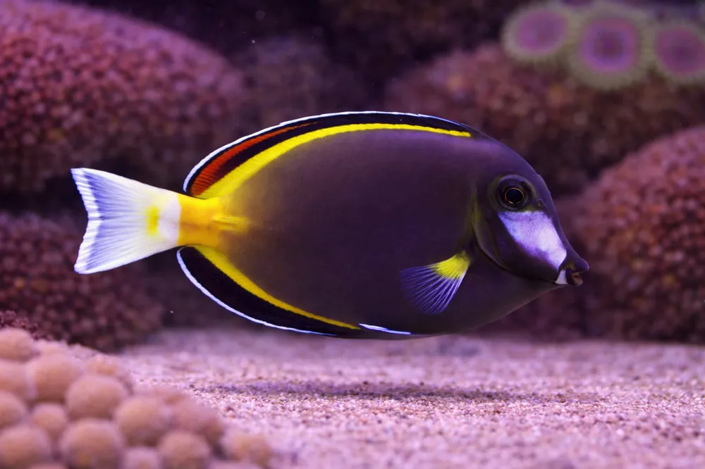 Powder Brown Tang - Natural Environment Aquatix