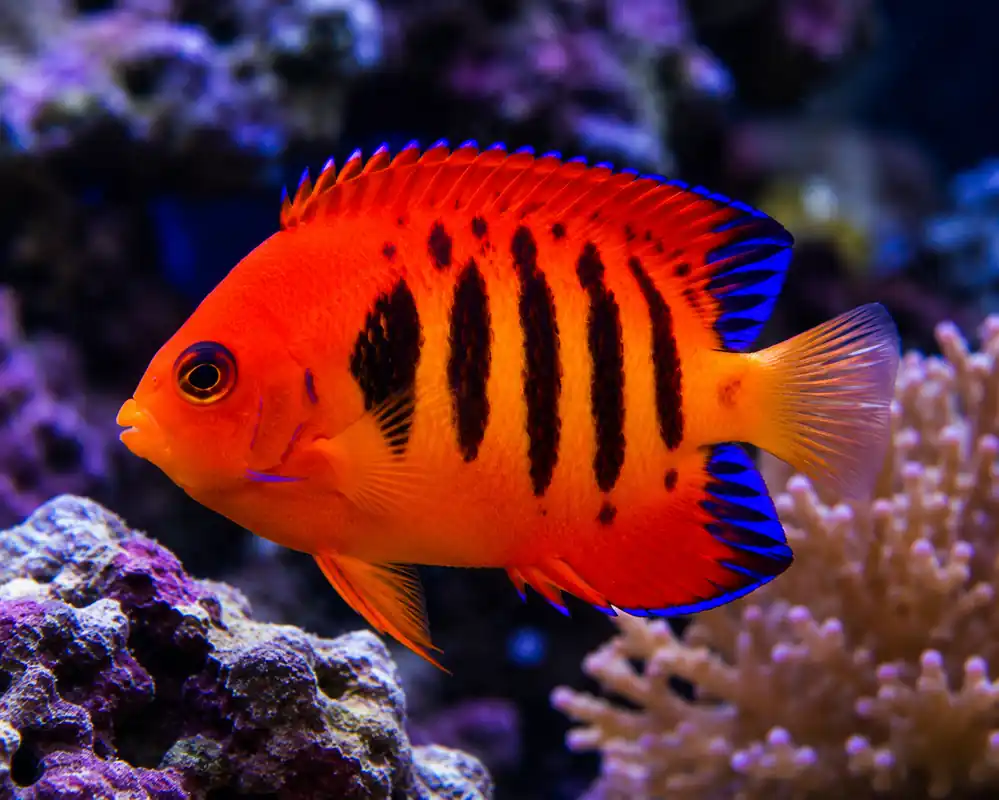 Flame Angelfish - Natural Environment Aquatix