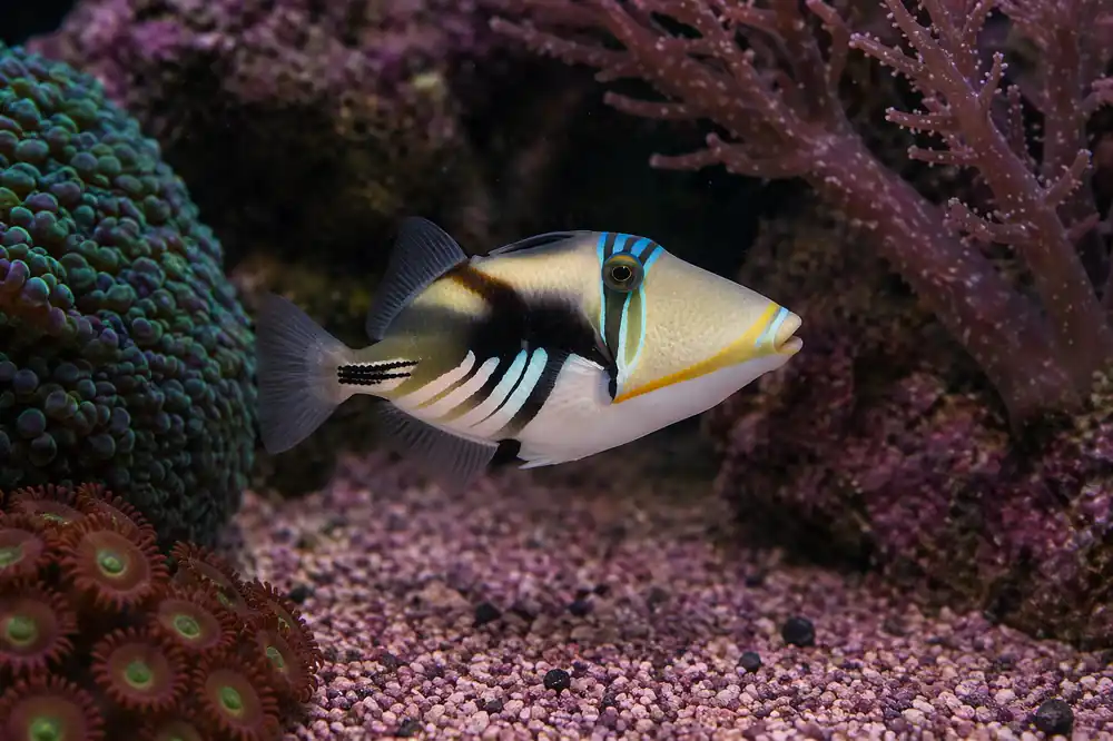 Humu Picasso Triggerfish - Natural Environment Aquatix