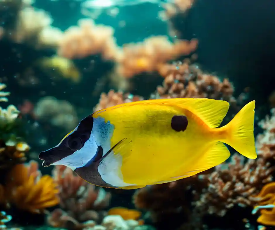 One Spot Foxface - Natural Environment Aquatix