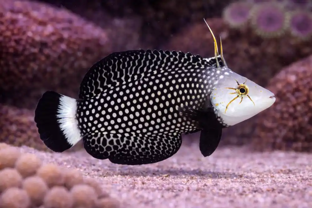Dragon Wrasse - Natural Environment Aquatix
