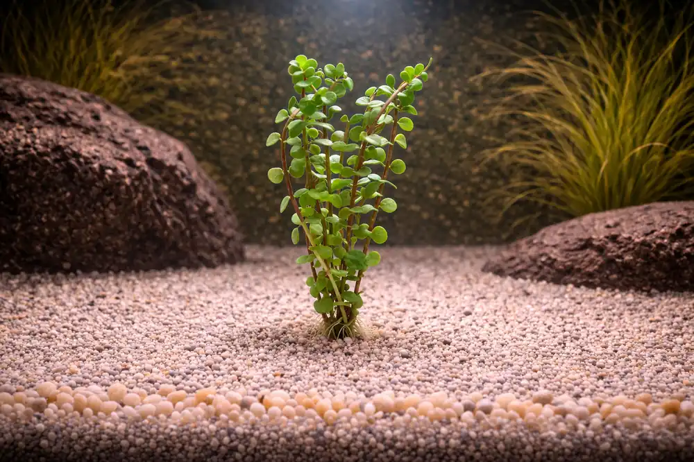Rotala Rotundifolia Wayanad Aquatic Plant - Emark Tropical Imports