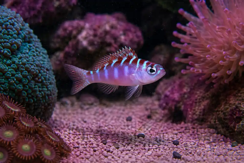Chalk Basslet - Natural Environment Aquatix