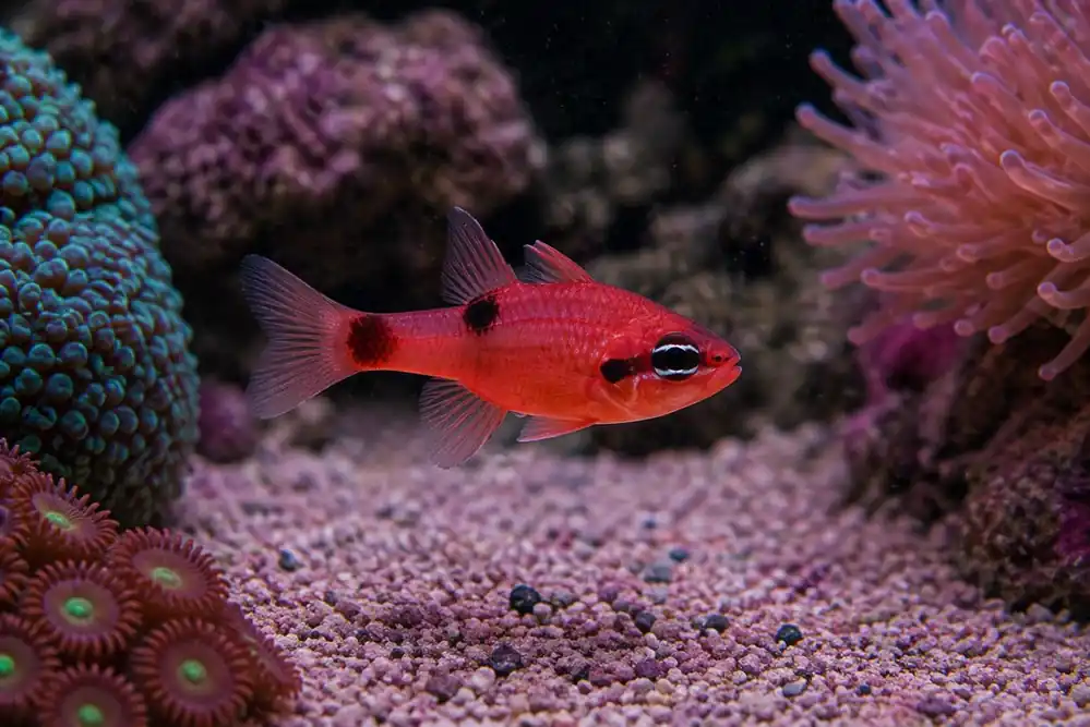 Flame Cardinalfish - Natural Environment Aquatix