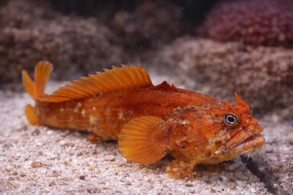 Orange Toad Fish - Natural Environment Aquatix
