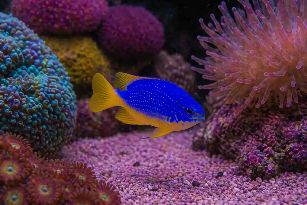 Fiji Blue Devil Damselfish - Natural Environment Aquatix