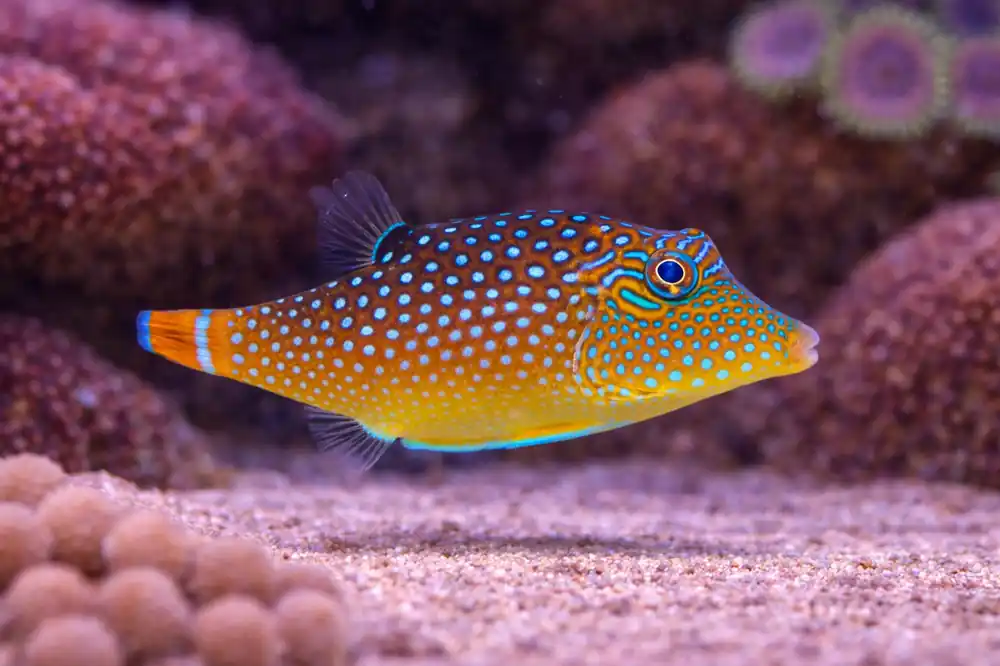 Blue Spotted Pufferfish - Carolina Aquatics