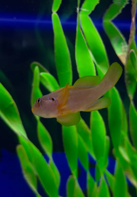 Citron Clown Goby - Natural Environment Aquatix