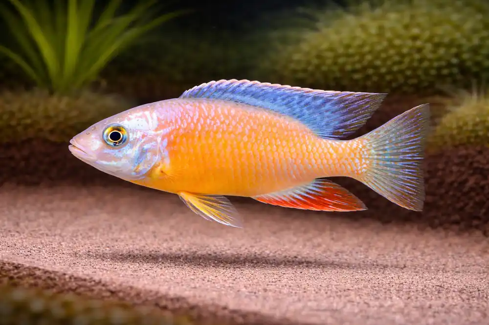 Albino Taiwan Cichlid - Natural Environment Aquatix