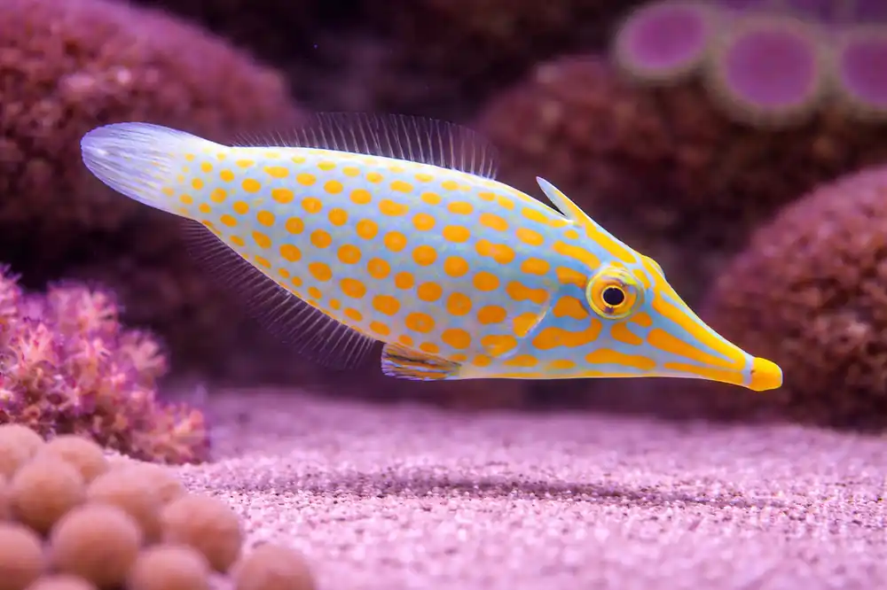 Orange Spotted Filefish - Natural Environment Aquatix