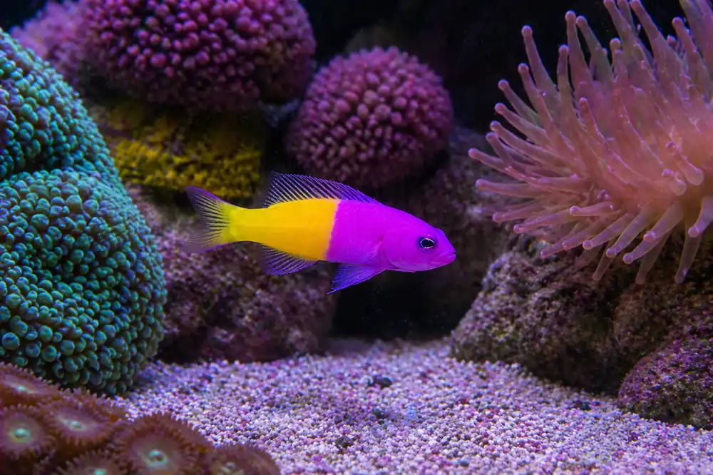 Bicolor Dottyback - Natural Environment Aquatix