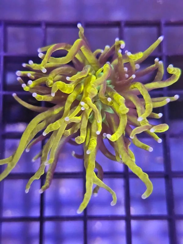 Yellow/Orange Tip Torch Coral - Natural Environment Aquatix