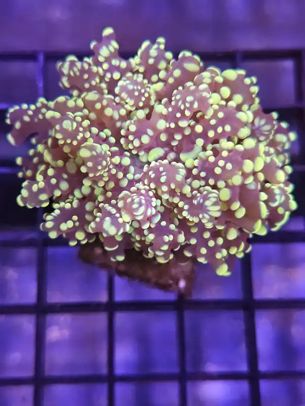 Orange Frog Spawn Coral - Natural Environment Aquatix