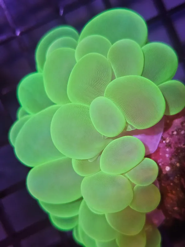 Bubble Coral Green Metalic - Natural Environment Aquatix
