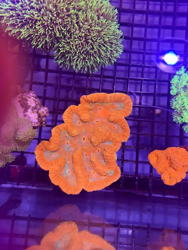 Symphyllia Coral - Natural Environment Aquatix