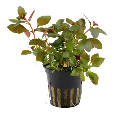 Ludwigia Repens Rubin - WaterScape