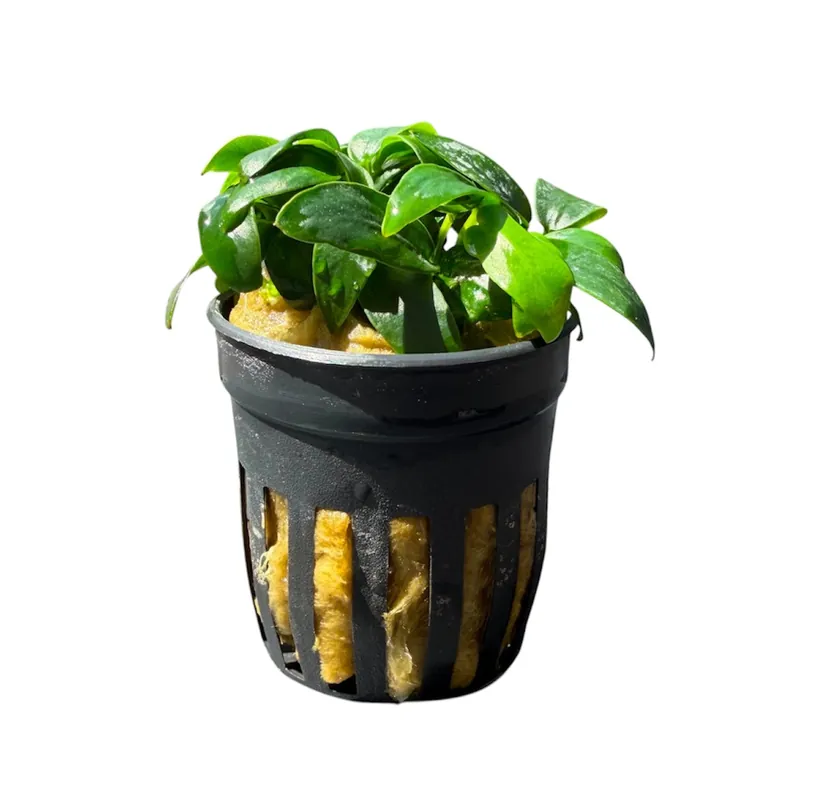 Anubias barteri nana bonsai - Cuboid Nature Aquarium
