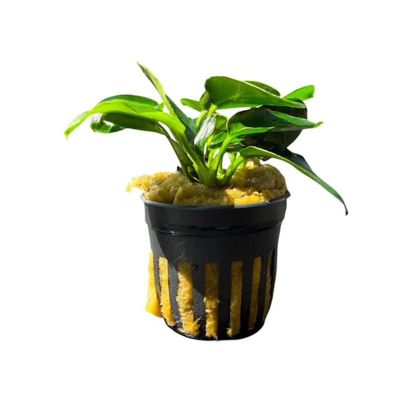 Anubias barteri nana dark moon - Cuboid Nature Aquarium
