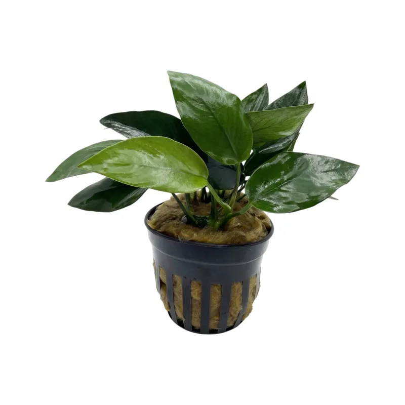 Anubias barteri nana peacock - Cuboid Nature Aquarium