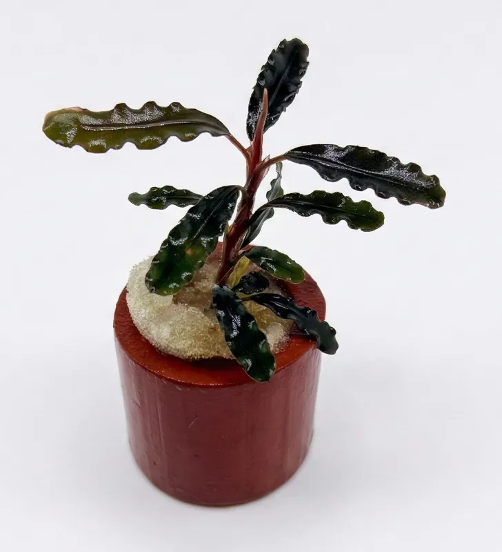 Bucephalandra Titan - WaterScape