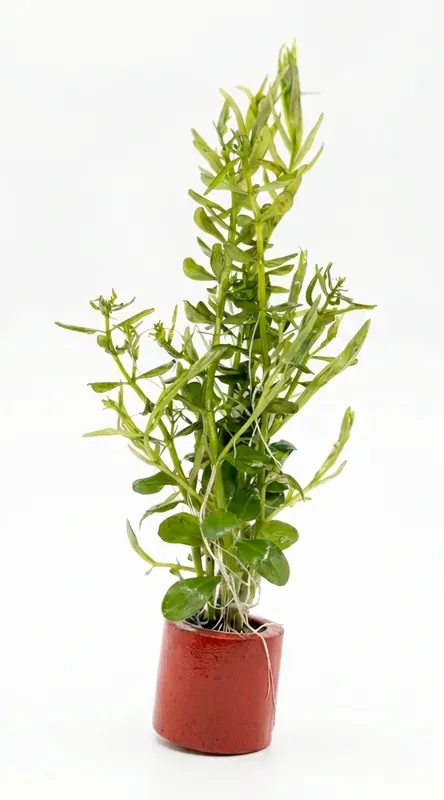 Rotala indica green - Cuboid Nature Aquarium
