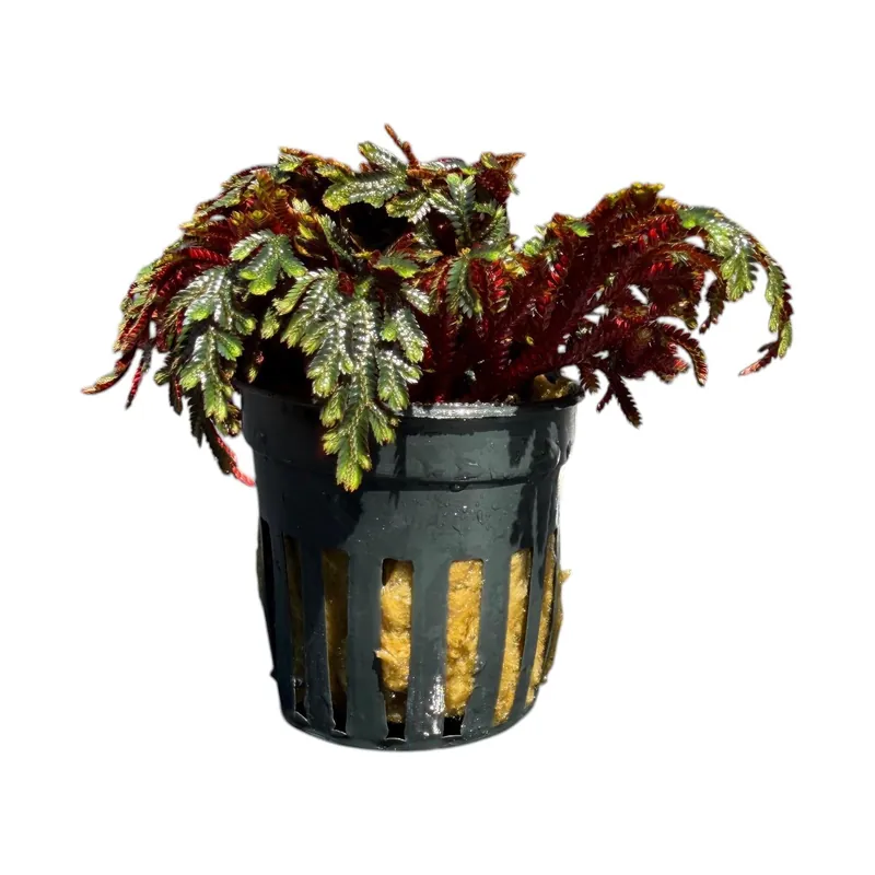 Ruby Red Club Moss - Cuboid Nature Aquarium
