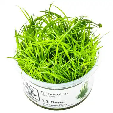 Eriocaulon cinereum - Tropica