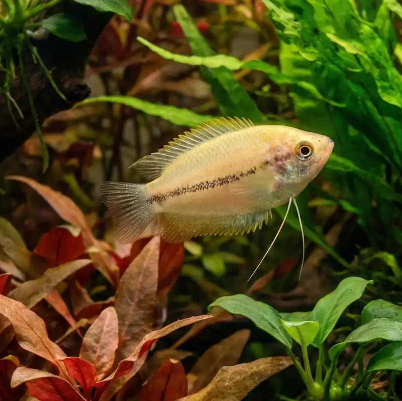 Honey Dwarf Gourami - Cichlid Exchange
