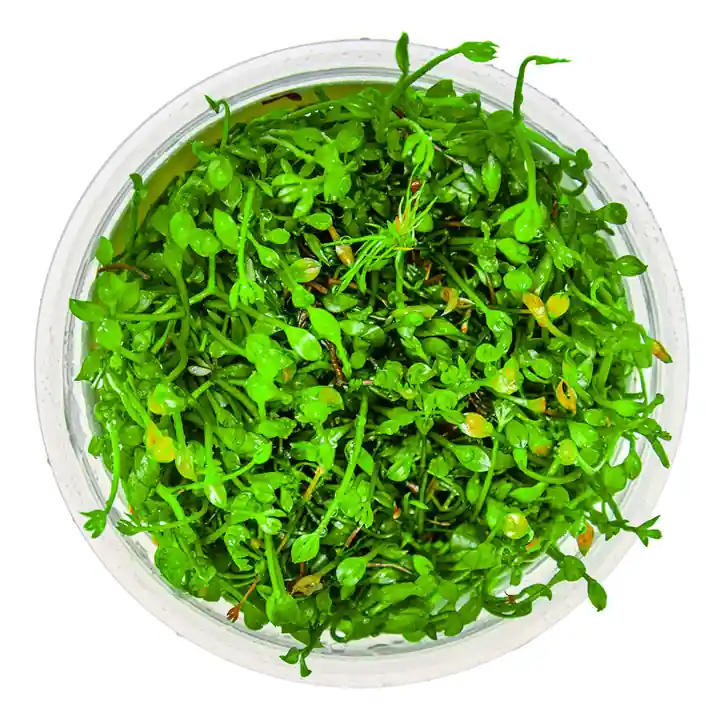 Marsilea minuta - Tropica