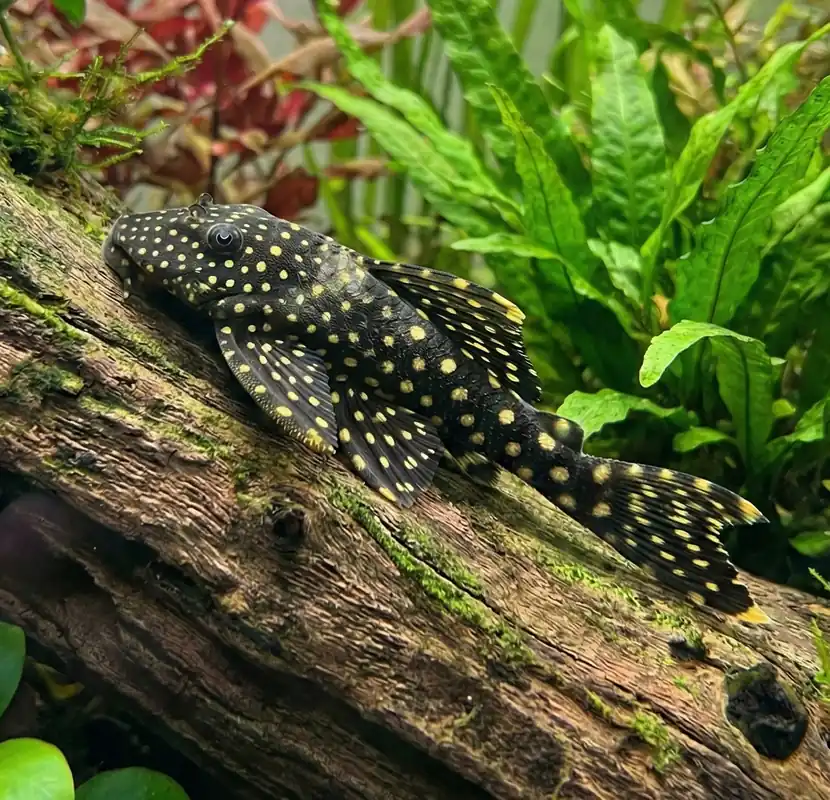 Snowball Pleco LDA 33 - Cuboid Nature Aquarium