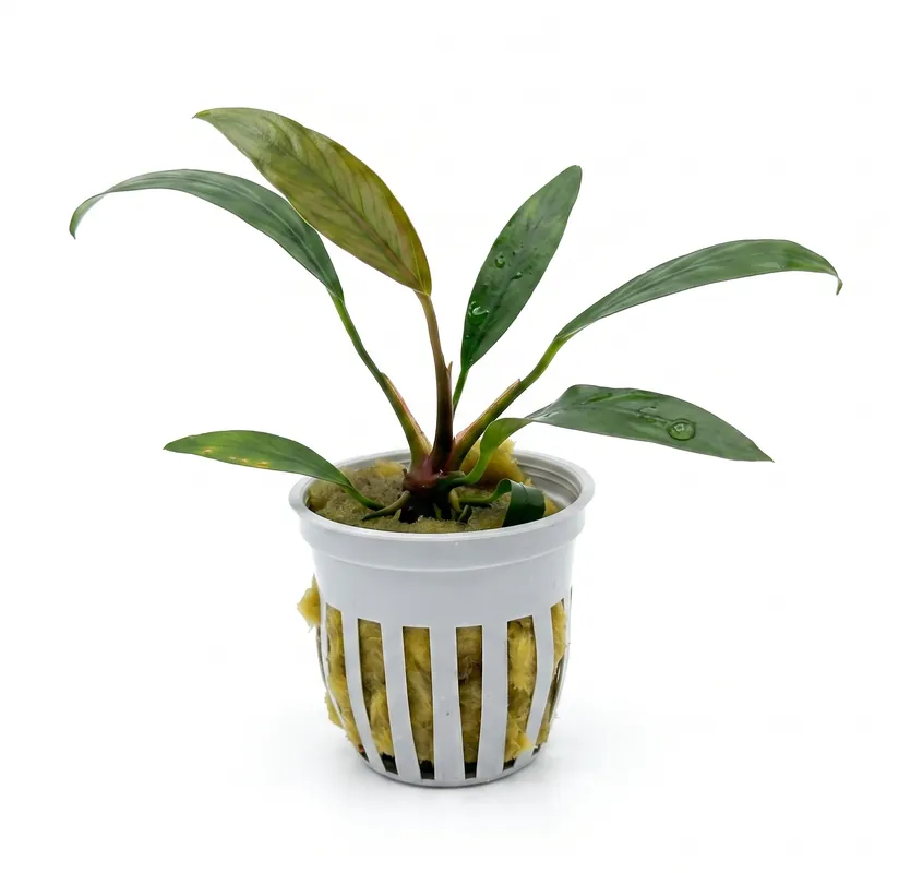 Anubias heterophylla 'Lanceolata' - Cuboid Nature Aquarium