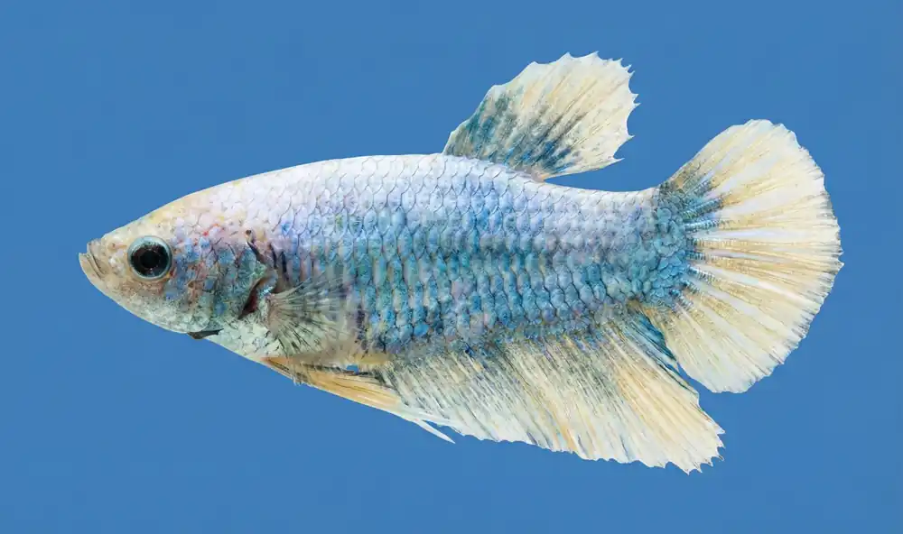Butterfly Rosetail Female Betta - Cuboid Nature Aquarium