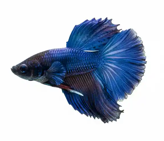 Super Blue Halfmoon Male Betta - Cuboid Nature Aquarium