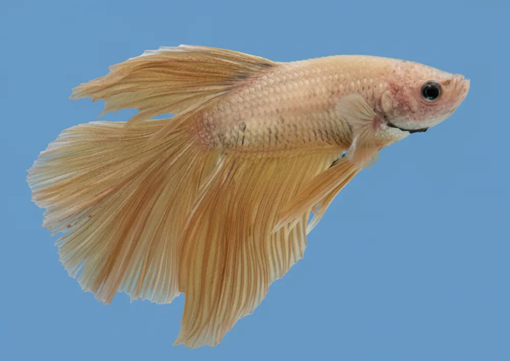 Golden Dragon Halfmoon Male Betta - Cuboid Nature Aquarium