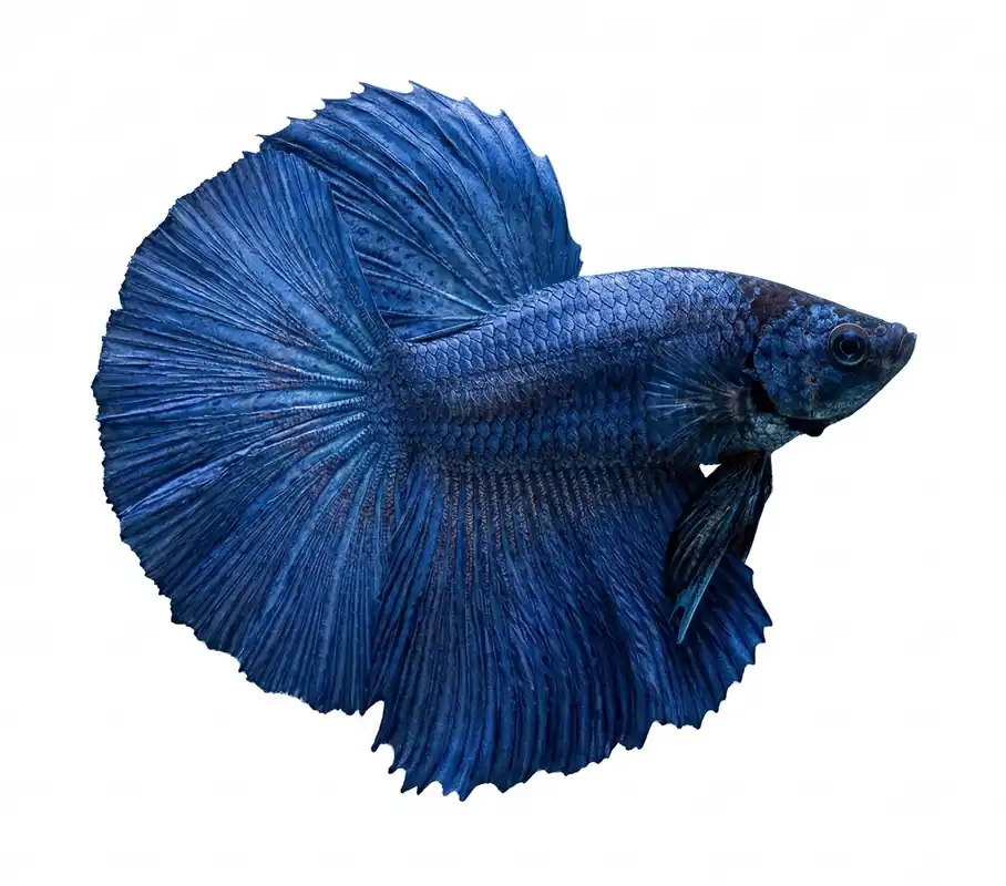 Blue Dragon Halfmoon Male Betta - Cuboid Nature Aquarium