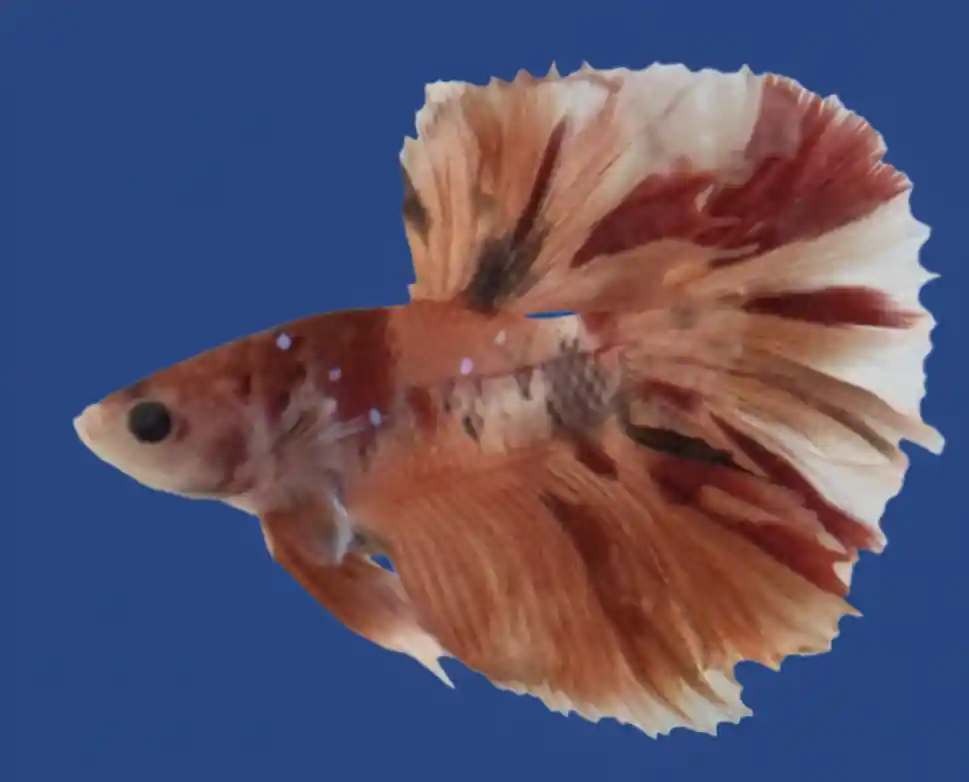 Tiger Nemo Halfmoon Male Betta - Cuboid Nature Aquarium