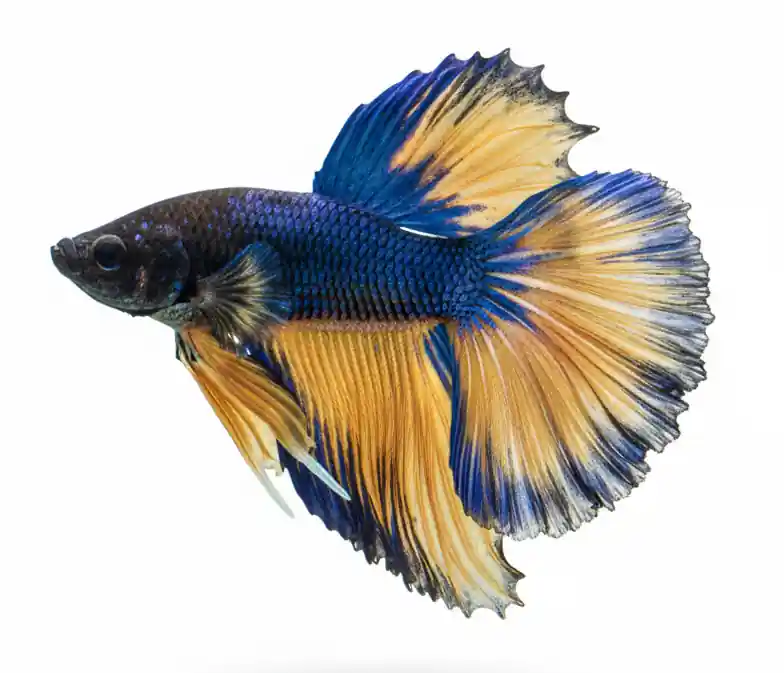 Super Blue Mustard Gas Halfmoon Male Betta - Cuboid Nature Aquarium