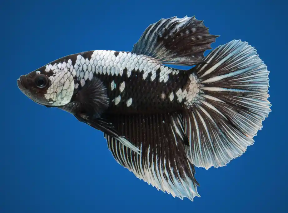Samurai Plakat Male Betta - Cuboid Nature Aquarium