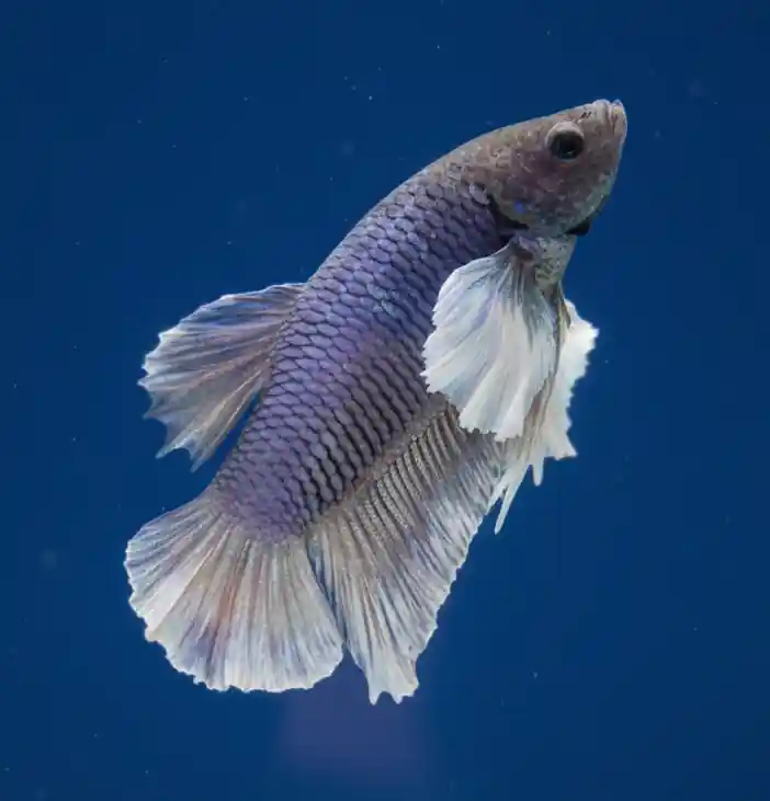 Dumbo Ear Lavender Plakat Male Betta - Cuboid Nature Aquarium