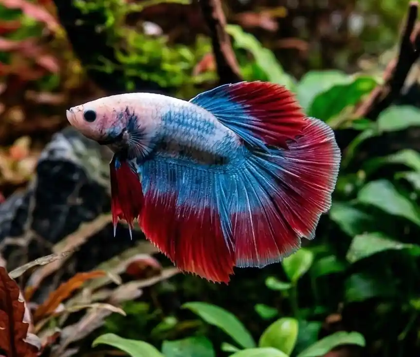 Mascot Halfmoon Male Betta - Cuboid Nature Aquarium