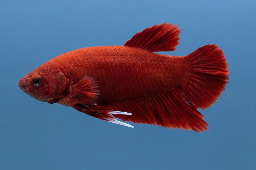 Red Plakat Male Betta - Cuboid Nature Aquarium