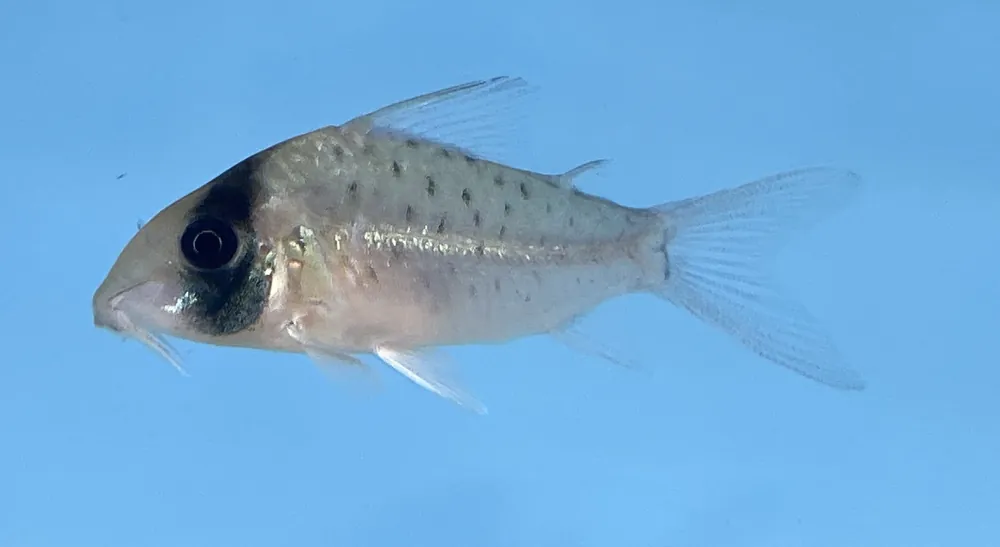 Long Nose Fairy Corydoras - Cuboid Nature Aquarium