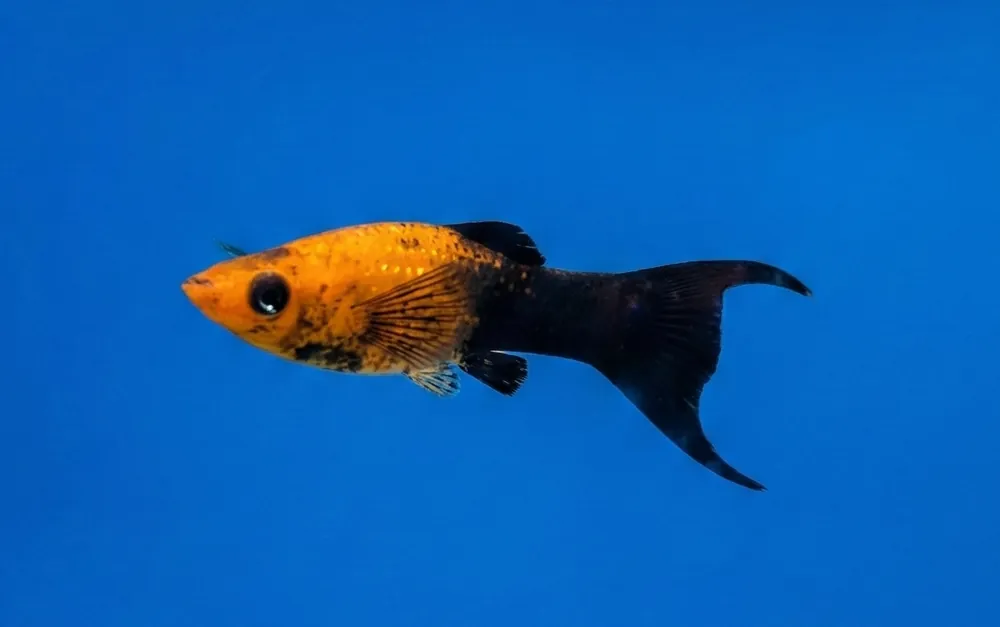 Orange Tuxedo Lyretail Molly - Cuboid Aquatics LLC
