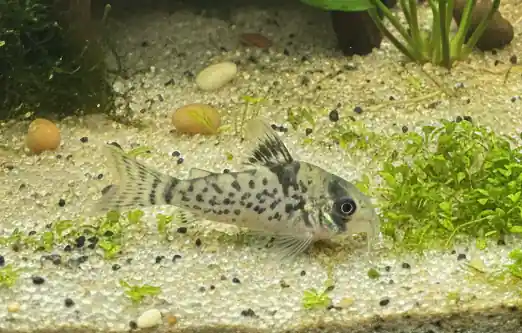 Black Fin Corydoras - Cuboid Nature Aquarium